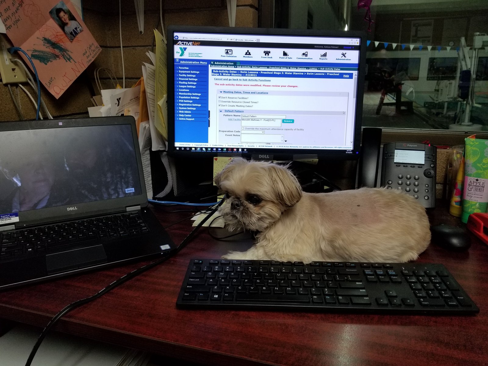 A desktop computer setup with a small dog resting on the desk