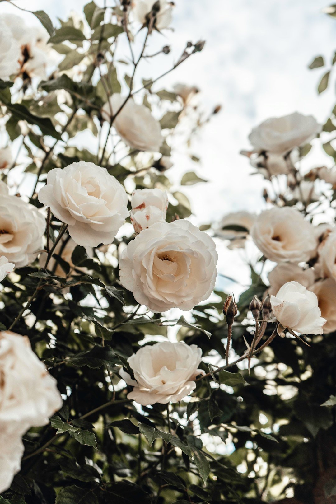 white roses in bloom during daytime